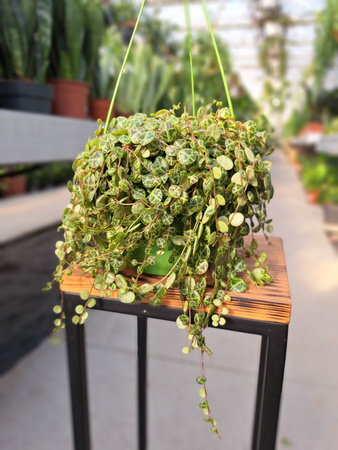 PEPEROMIA PROSTRATA P14