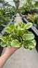 PEPEROMIA GOLDEN GATE P12