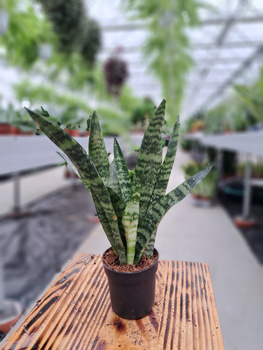 SANSEVIERIA BLACK CORAL P7