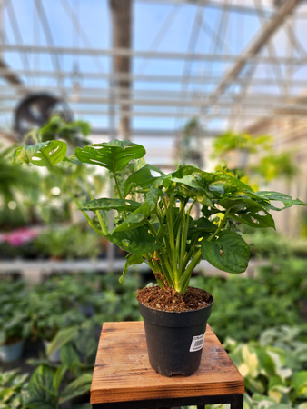 MONSTERA ADANSONII P12