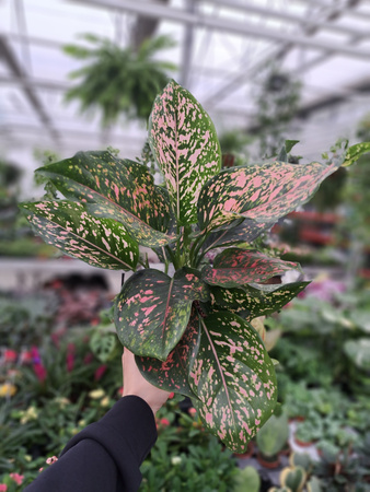 AGLAONEMA PINK LEOPARD P12