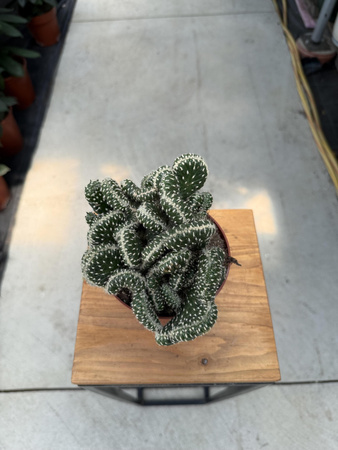 OPUNTIA P12