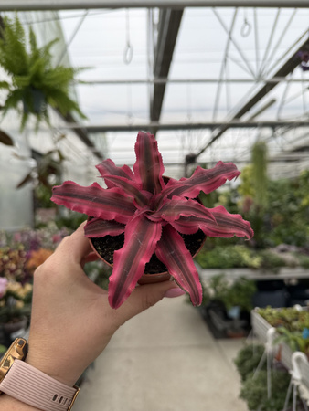 CRYPTANTHUS ZONANTUS P9