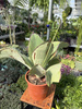 KALANCHOE SYNSEPALA P17