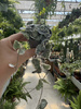 CEROPEGIA WOODI  VARIEGATA P6