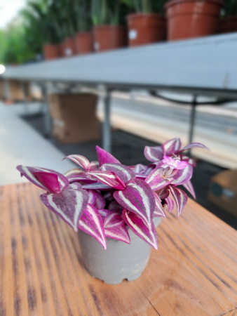 TRADESCANTIA PINK PARADISE P6