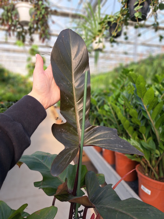 PHILODENDRON FLORIDA BRONZE P19