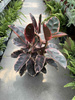FICUS ELACTICA BELIZE P27