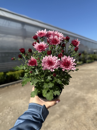 CHRYZANTEMA DROBNOKIATOWA RÓŻOWA MINI P11