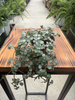 PILEA GLAUCA P6
