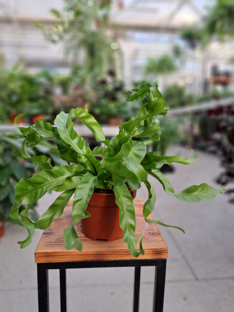PAPROĆ ASPLENIUM HURRICANE P12