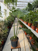 MONSTERA DELICIOSA BIG FORM P19