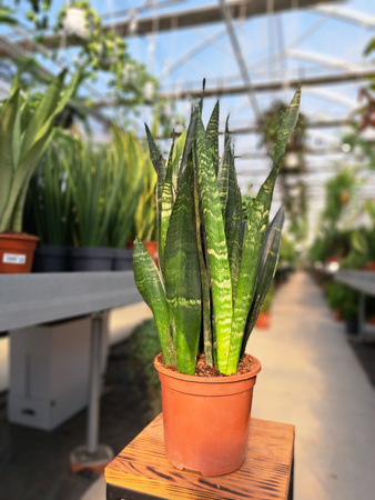 SANSEVIERIA BLACK CORAL P14