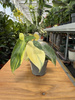 PHILODENDRON FLORIDA BEAUTY P6