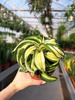DRACENA MALAIKA P12