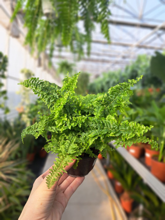 PAPROĆ MINI FLUFFY RUFFLES P10