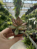 SEDUM ADOLPHII P5,5