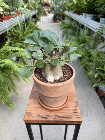 ADENIUM ANSU BAOBAB P17