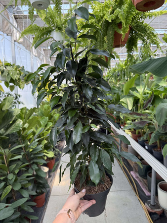 FICUS BENJAMINA DANIELLE P17