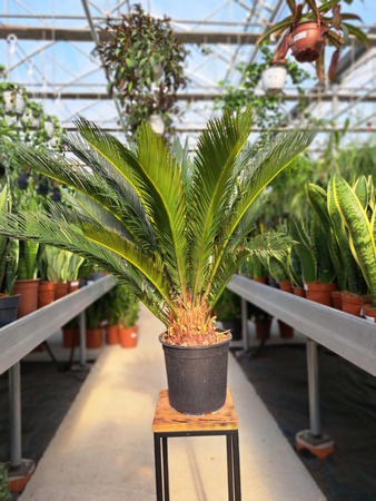 CYCAS P21