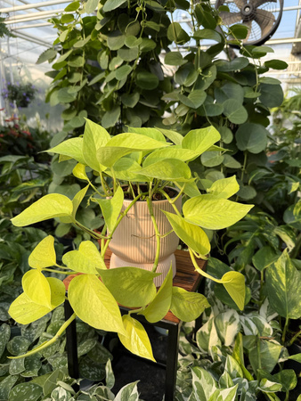 OSŁONKA PINK MAT P11,5