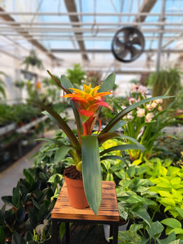 GUZMANIA FIERO YELLOW ORANGE P12