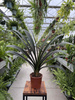CLIVIA ORANGE P13