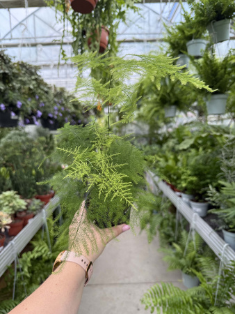 ASPARAGUS PLUMOSUS P10