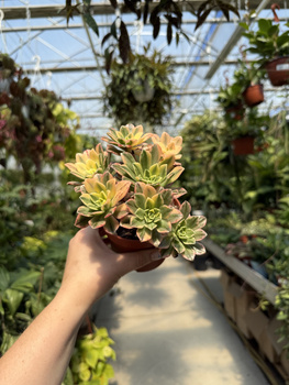 AEONIUM SWEET TEA P10