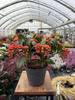 SKIMMIA TEMPTATION P15