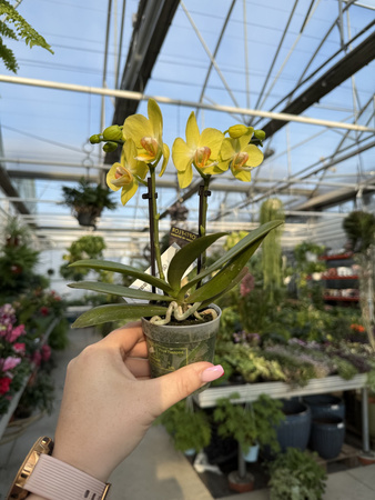 PHALENOPSIS YELLOW VAYENNE P7
