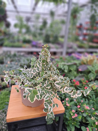 FICUS PUMILA BELLE SUNNY P12