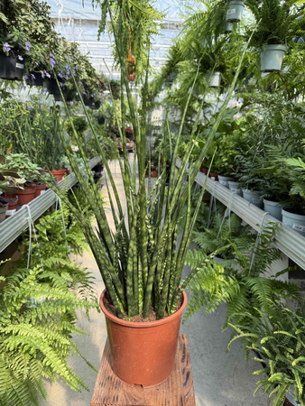 SANSEVIERIA FERNWOOD MIKADO P19