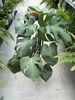 MONSTERA DELICIOSA P19