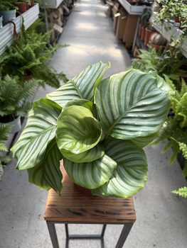 CALATHEA ORBIFOLIA P13