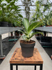 AGLAONEMA SILVER BLUE P12