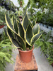 SANSEVIERIA BLACK GOLD P17