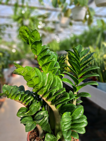 ZAMIOCULCAS ZENZI P21