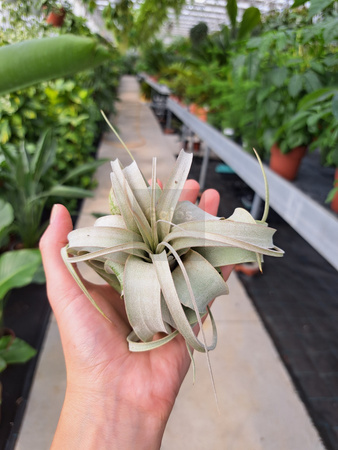TILLANDSIA XEROGRAPHICA P8