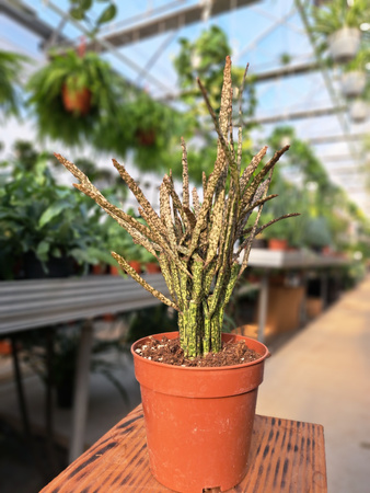 EUPHORBIA PLATYODIA P12