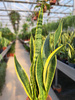 SANSEVIERIA LAURENTII P19