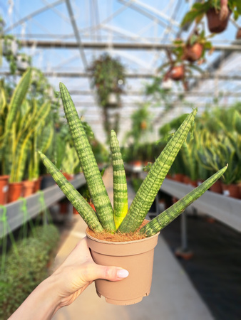 SANSEVIERIA CYLINDRICA HANDSHAKE P12