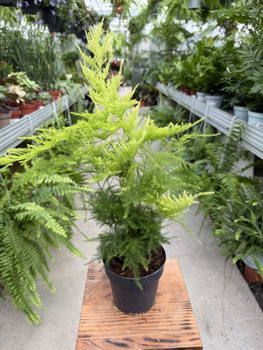 ASPARAGUS PLUMOSUS P12