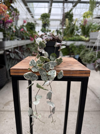 CEROPEGIA WOODI  VARIEGATA P8,5