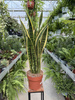 SANSEVIERIA LAURENTII P24