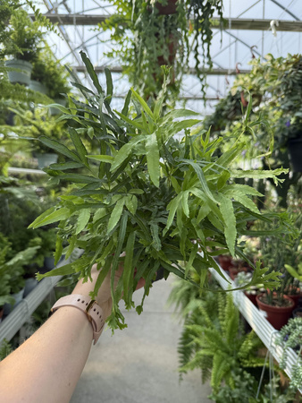 PAPROĆ PTERIS ROWERI P9