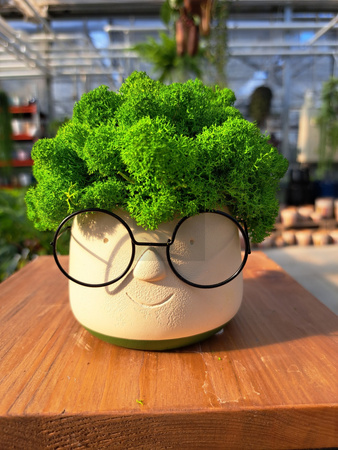 KOMPOZYCJA Z CHROBOTKA OKULARKI MAŁE ZIELONE