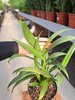 EPIPREMNUM AMPLISSIUM P14