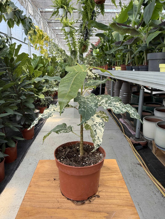 FICUS SNOWSTROM P9