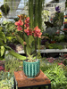 PHALENOPSIS ANTHURA BOLZANO P9